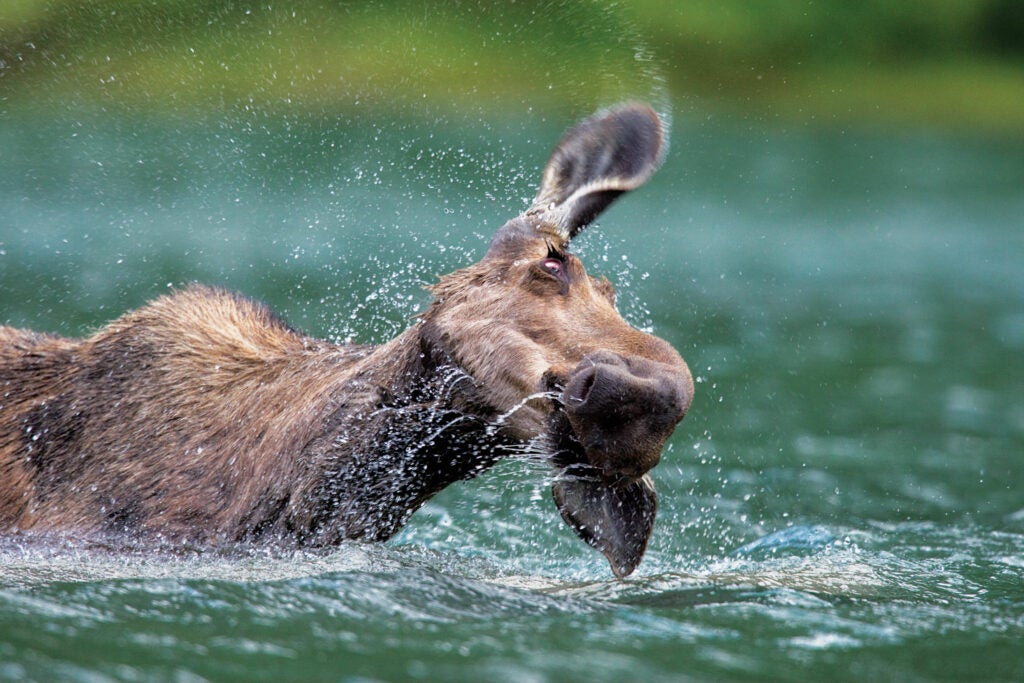 This cow moose spent almost half an hour feeding in deep water in Kilbrennan Lake last July. "She'd go under to eat grasses and get away from the bugs, then come up to shake off and munch her food, kick around, and go back down, like a person in a pool," says photographer Donald M. Jones, who was taking pictures of loons from a floating blind when the moose waded into the lake. "A couple times she got into deep water, lost her footing, and floated up on her side."<br />
<strong>Location</strong>: Northwestern Montana<br />
<strong>Issue</strong>: June 2009