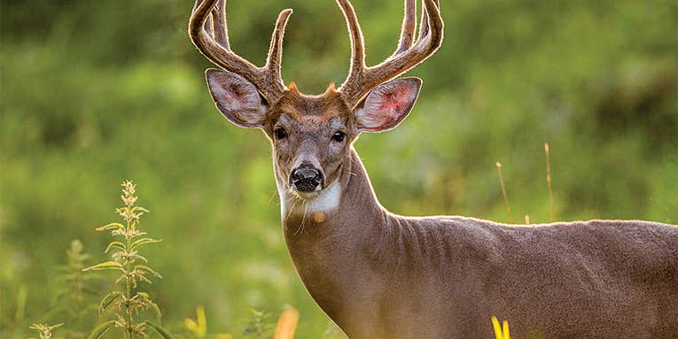How to Hunt a Giant Whitetail Deer During the Early Bow Season
