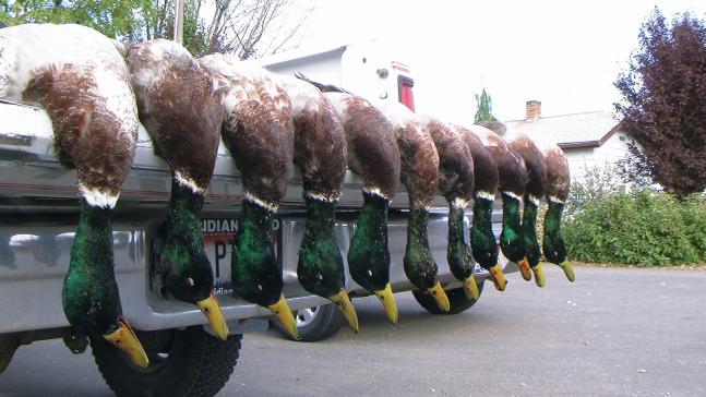A nice way to start the 2008 duck season. We had set up in a great spot on a small creek, and they just kept swarming in. We limited in about fifteen minutes, but it was worth getting there an hour early to set up!