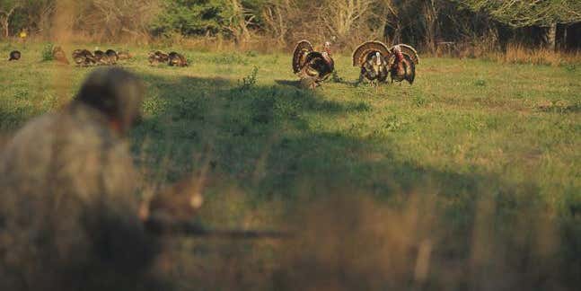 Turkey Hunting: Fall Turkey Tactics for Spring Gobblers in Flocks