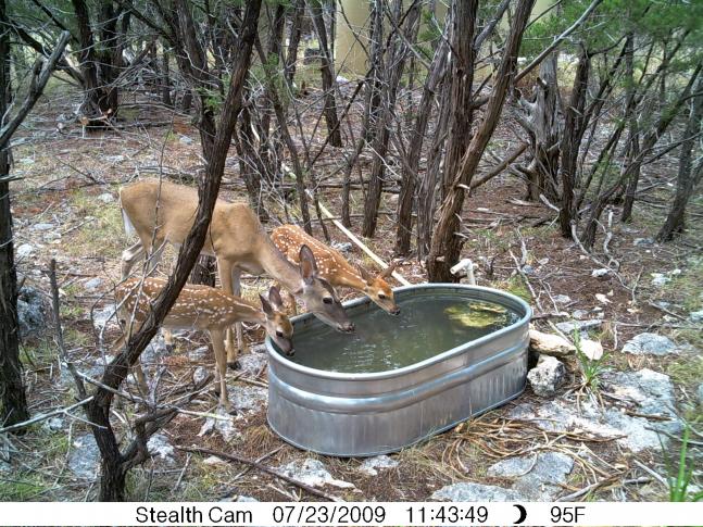 This doe and her two fawns were frequent visitors to the water trough.