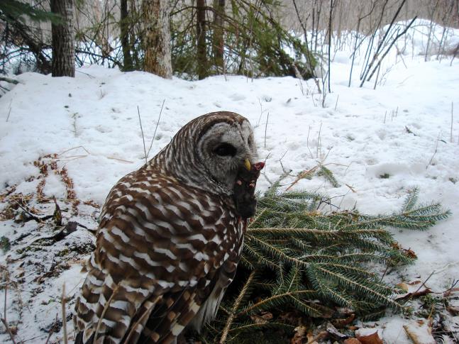 Taken in Northern Minnesota the week of 3/15/11 using a homemade 6mp trail camera. I placed table scraps in a depression covered with pine bows. The set attracted a variety of animals including rodents, which then attracted this owl who perched above waiting for its unsuspecting victim to scurry by.