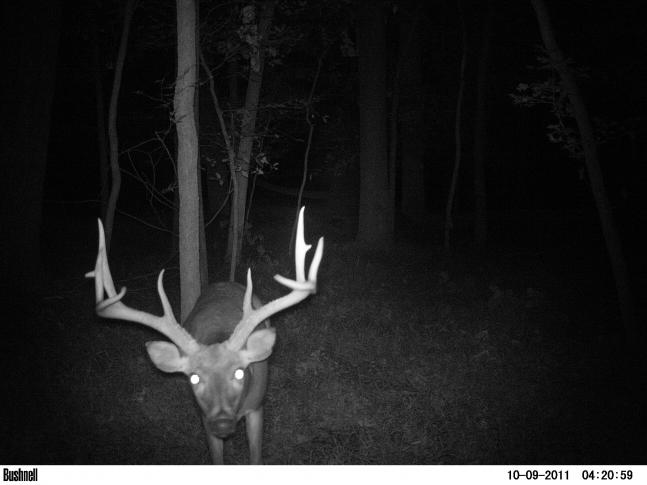 I have scouted this area of Virginia for several months now. I thought I knew every buck that was on the property, until this giant showed up one night. I have never seen him with my own eyes, but my trail camera has picked him up several times. If it wasn’t for my camera I would never know this guy existed. Its nice knowing that there is big bucks out there. Makes hunting just that more fun!