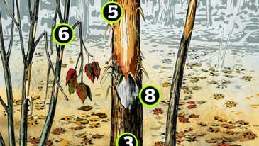 Whitetails: What Rubs Can Tell You About Rack Size