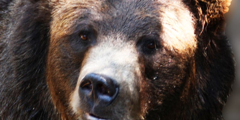 How To Survive A Grizzly Bear Attack
