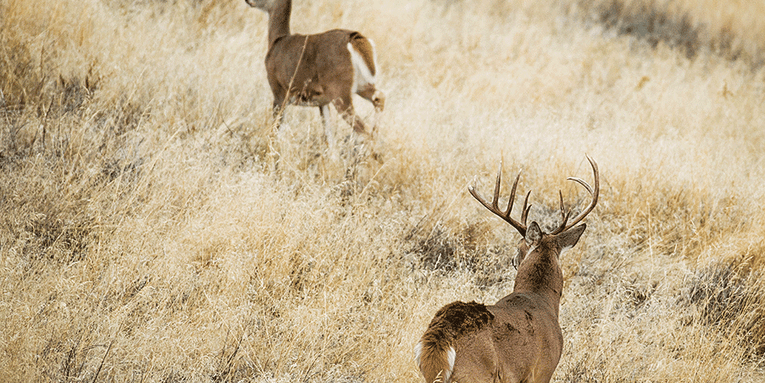 Hunting the Rut: How to Take a Buck During the Chasing Phase