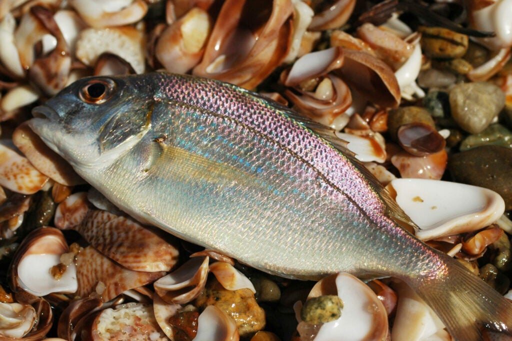 The scup, or porgy, is a common live bait for sharpie striper fishermen. It's basically a northern pinfish that can grow to an obscene size (for a pinfish, at least).  They're good-looking on a hook and tasty in the frying pan, too. Check local scup size limits before using them as bait. Many serious trophy bass hunters in Montauk prefer live scup to fool the biggest of the big on heavy tackle and 50-pound fluorocarbon leader.