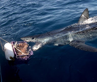 Giant Mako Shark Caught On Fly Rod Off San Diego