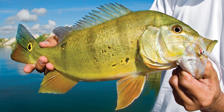 Flyfishing: Three Tips for Catching More and Bigger Peacock Bass