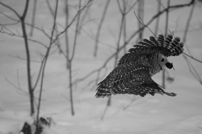 I watched this Barred Owl hunt Moles late one afternoon in the woods near my house. It caught the first one and ate it, then went down for a second, before flying away to a higher perch and devouring it. this particular shot was taken just after the owl caught its second mole.