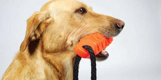 Spring Training: How to Keep Your Gun Dog Fit for Next Fall