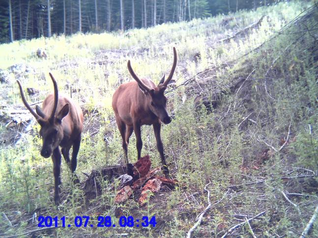 Always saw these two guys together. The one on the left was almost made it through hunting season this year but was shot about a week ago. Northwest Oregon.