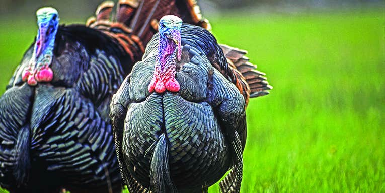 How to Plant a Last-Minute Turkey Plot