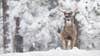 Montana whitetail buck in snow