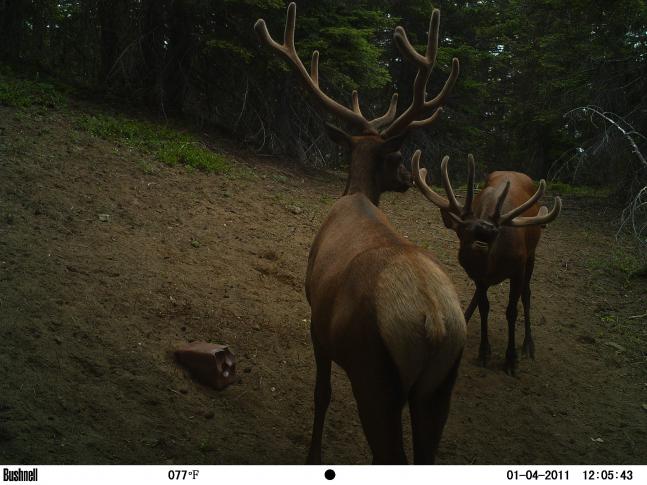 A couple of nice bulls talking around the dinner table. Getting ready for the rut.