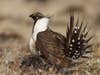 the greater sage grouse