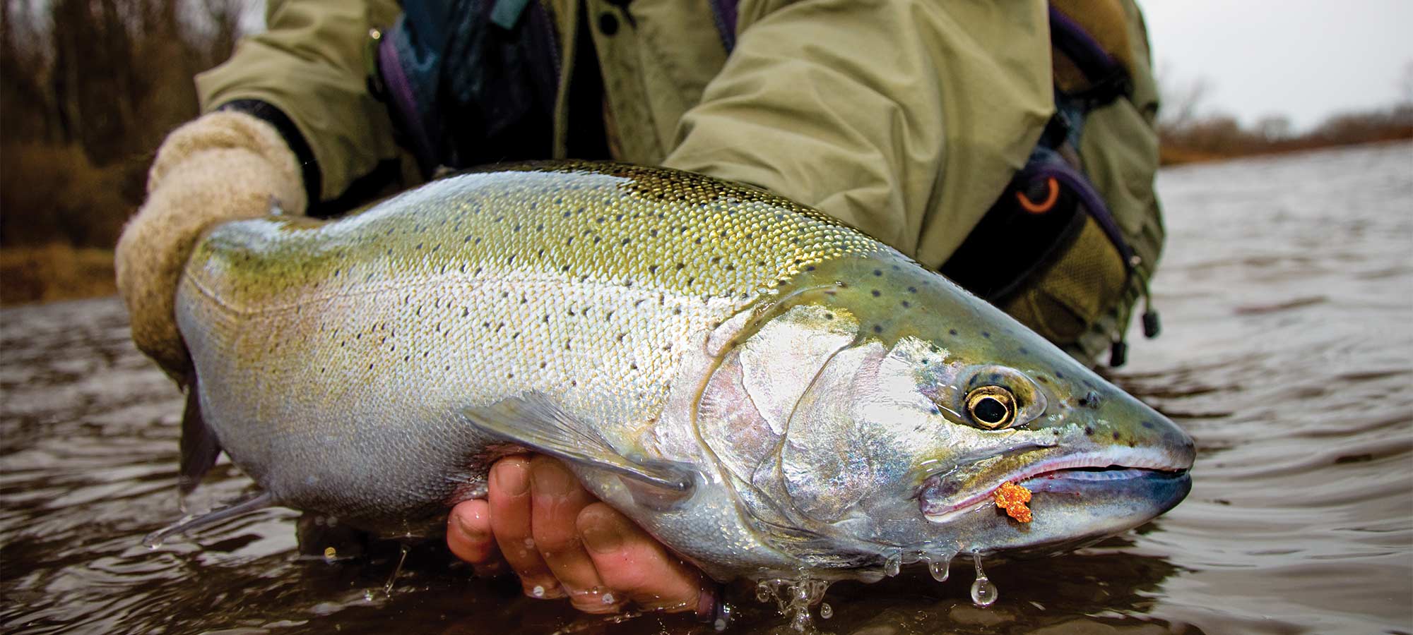 The Steel Deal: How to Catch Great Lakes Steelhead in the Fall