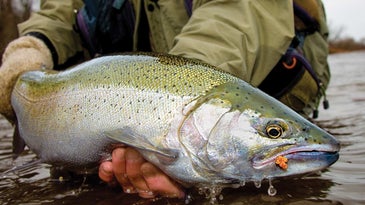 The Steel Deal: How to Catch Great Lakes Steelhead in the Fall