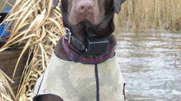 What Are the Biggest Duck Blind Sins a Gun Dog Can Make?