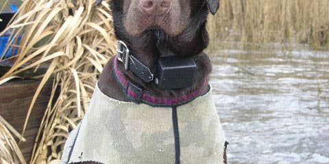 What Are the Biggest Duck Blind Sins a Gun Dog Can Make?