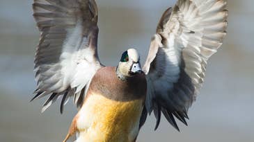 Four Essential Waterfowl Hunting Tactics for Wigeon
