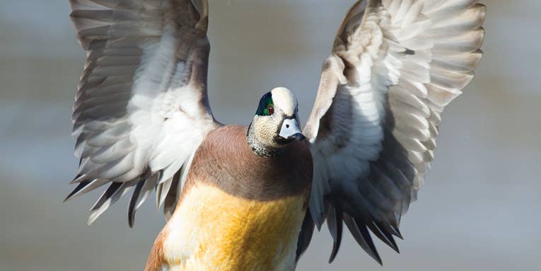Four Essential Waterfowl Hunting Tactics for Wigeon