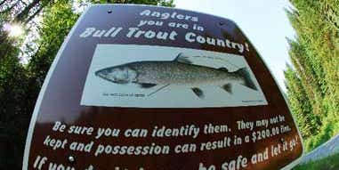 Photo Gallery: Backcountry Bull Trout