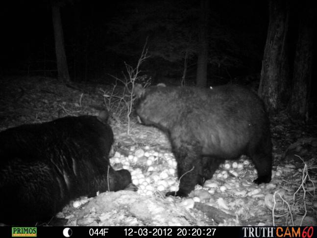 Huge New Jersey black bears getting along with each other, at the bait pile of apples. This trail cam photo was taken on the opening day, of the New Jersey bear season. I hunted this same location, that same day. I didn't see any bears that day during the daylight hours. These bears move during the safety of darkness.Tell me bears aren't smart.
