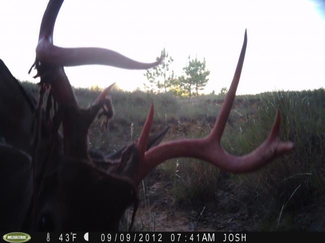 Had this buck come to the camera at 6 different occasions within 16 hours, with full velvet in first pic, to no velvet 16 hours later. Great to actually watch this process up close.