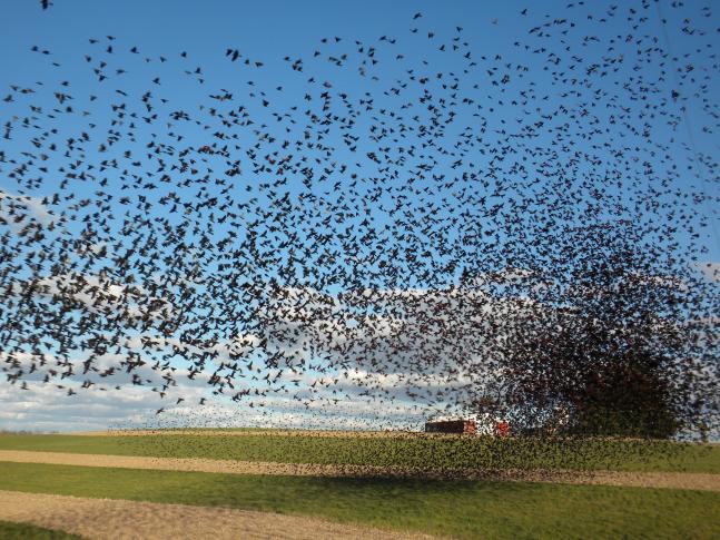 I saw a huge flock of Red-Winged Blackbirds swirling down in an alfalfa field on my way into the stand for an evening bow hunt last season. Luckily I caught the birds in motion at a great time.