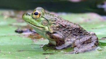 Are American Bullfrogs Taking Over the West?