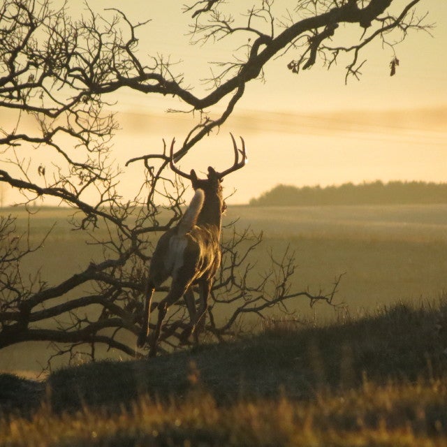 I took this picture as this buck was trotting away from me. What a beautiful morning picture.
