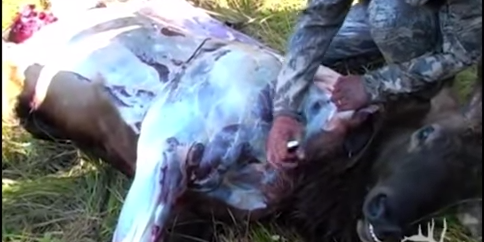 Video: How to Field Dress an Elk Using the “Gutless” Method