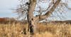 oak tree corn field bowhunting whitetail