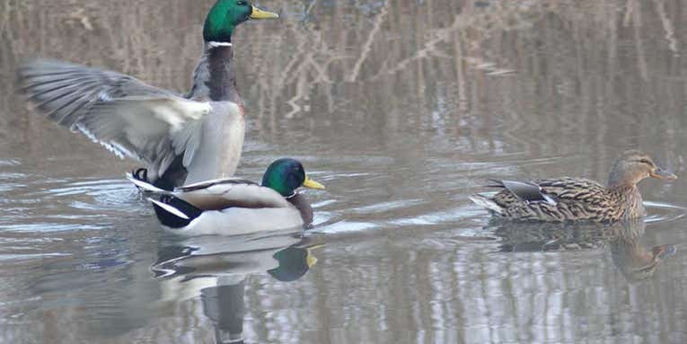 Do We Need a 3-Inch 16 Gauge for Waterfowl Hunting?