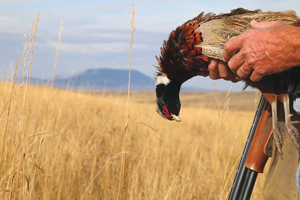 montana rooster pheasant