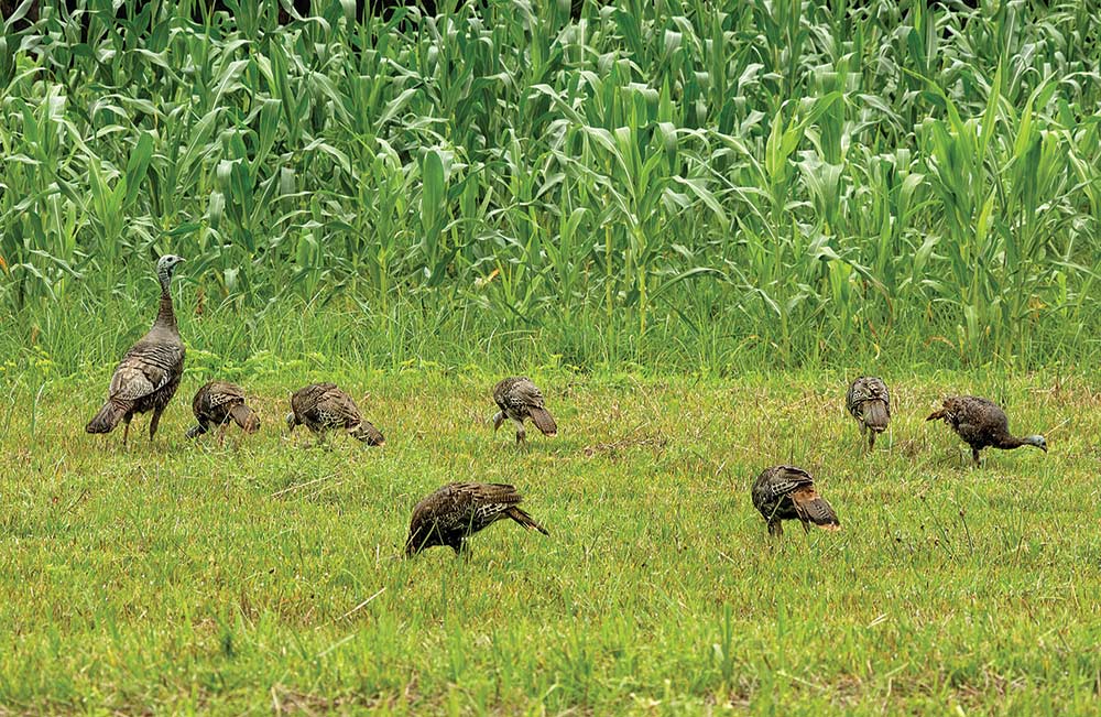 turkey hens in a cornfield