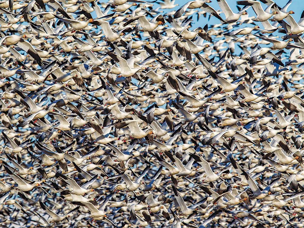 massive spring flock light geese