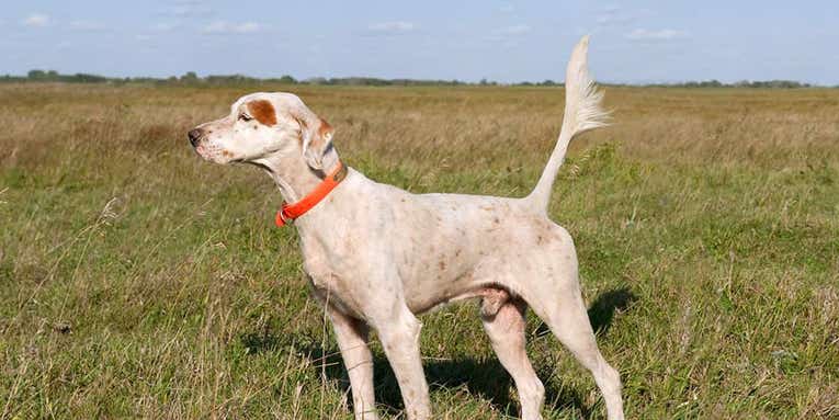 11 of the Most Legendary Hunting Dogs Ever