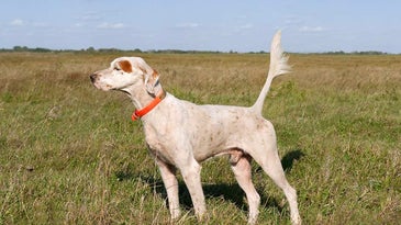 shadow oak bo hunting dog