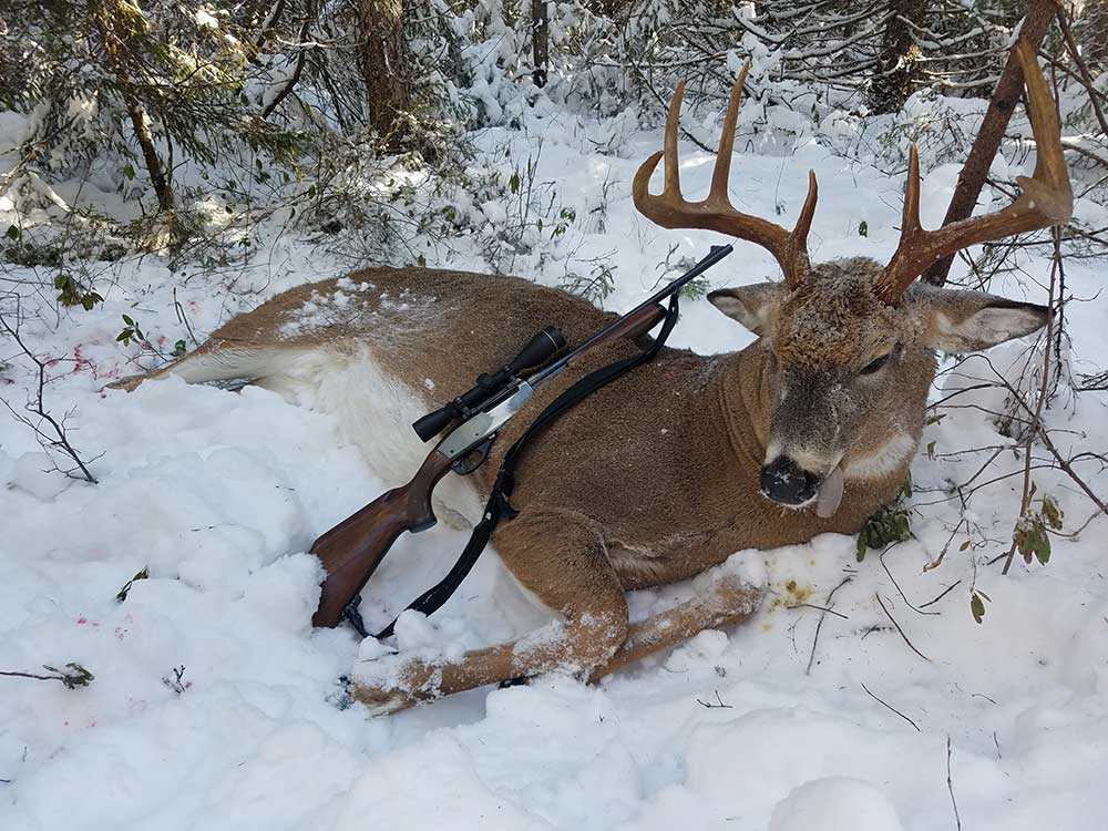 whitetail buck in snow with a gun leaning against it
