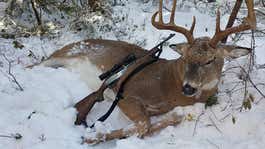 whitetail buck in snow with a gun leaning against it