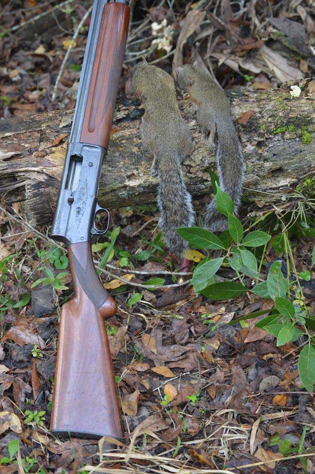 hunting rifle in the woods