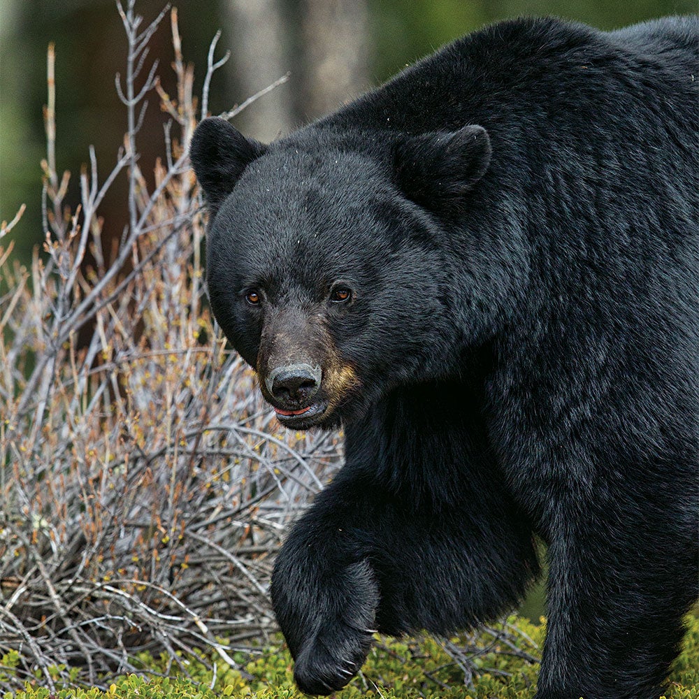Black Bear (Ursus americanus) 