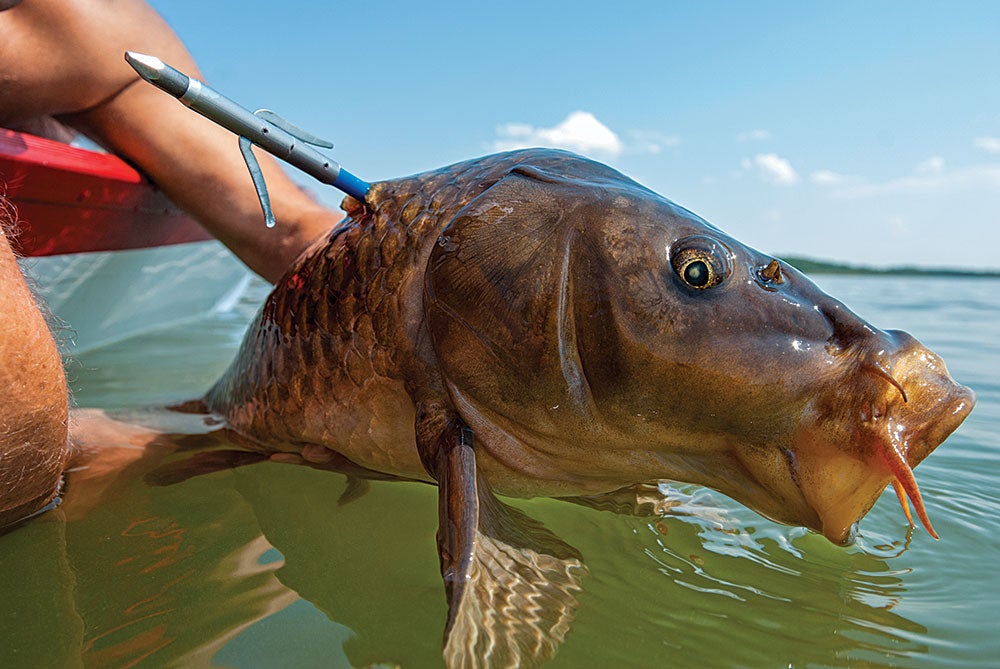 carp with a bowfishing arrow through it