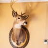 deer trophy hanging on the wall