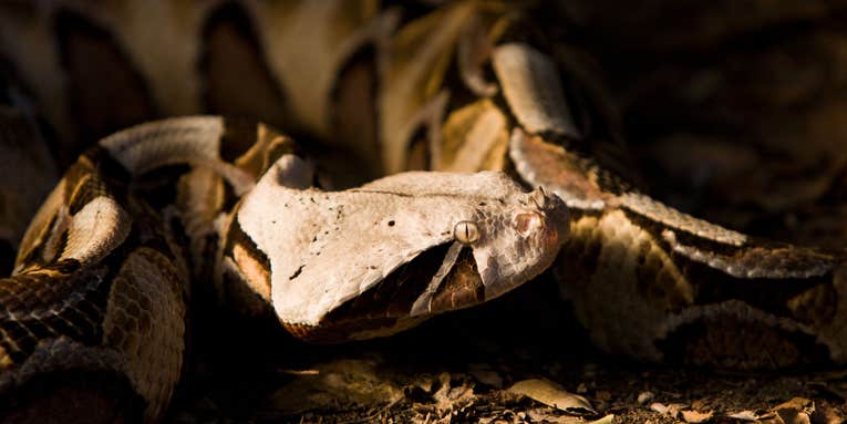 Gaboon Viper: The Snake You Can’t See
