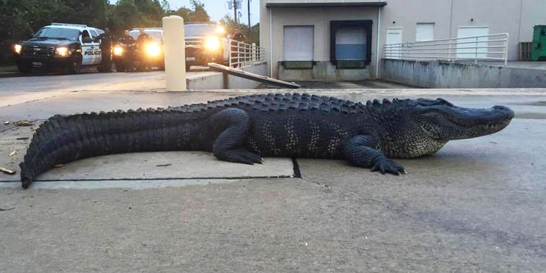 Video: “Godzilla” Gator Captured in Houston Parking Lot