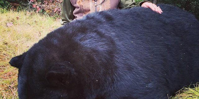 Eva Shockey Responds to Hateful Comments On Bear Hunting Photo