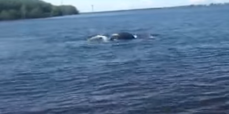 Video: Mystery “Monster” Scares Anglers